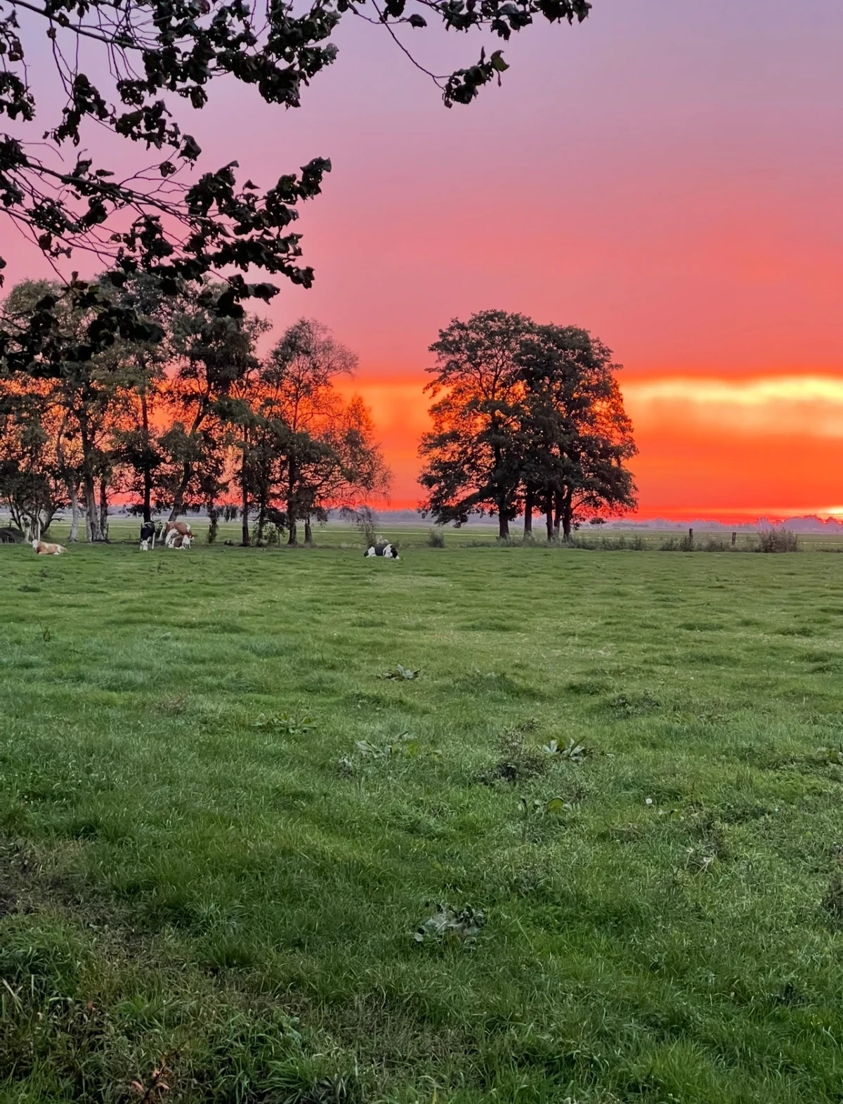 photo - B&B Bij de Roosjes