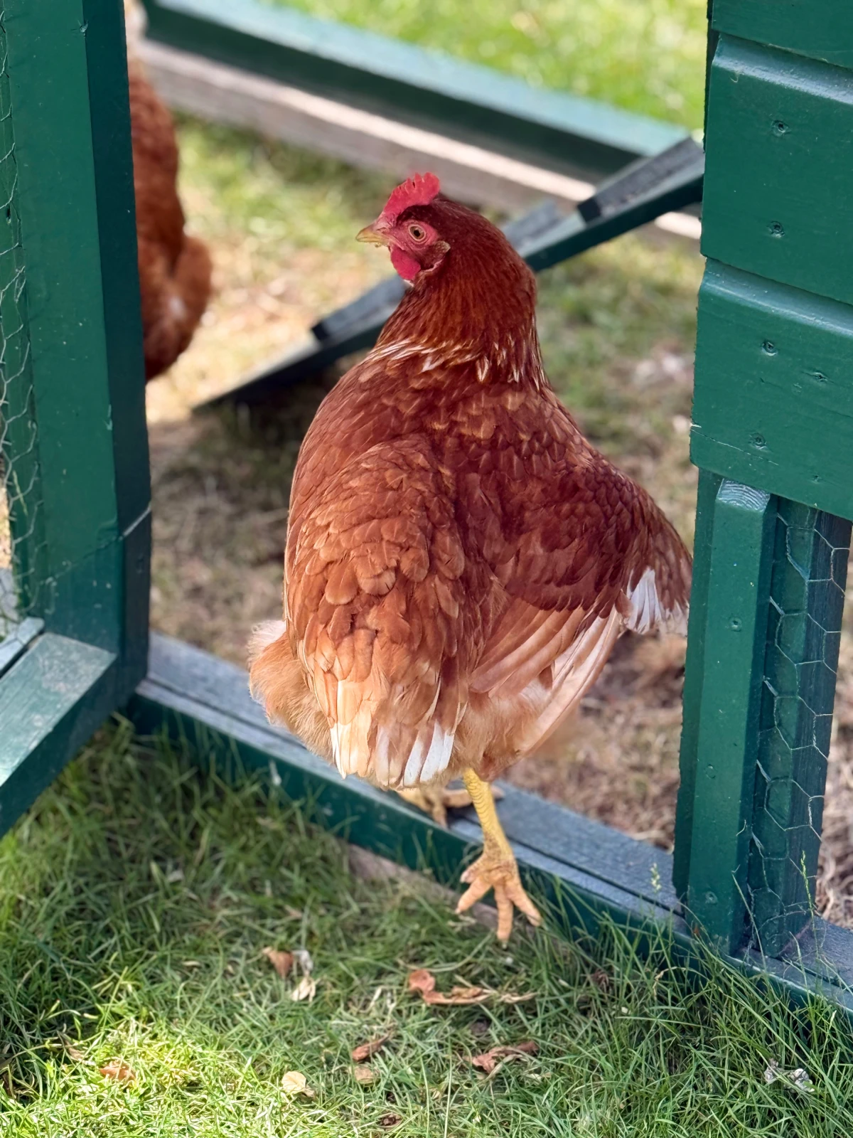 photo - B&B Bij de Roosjes